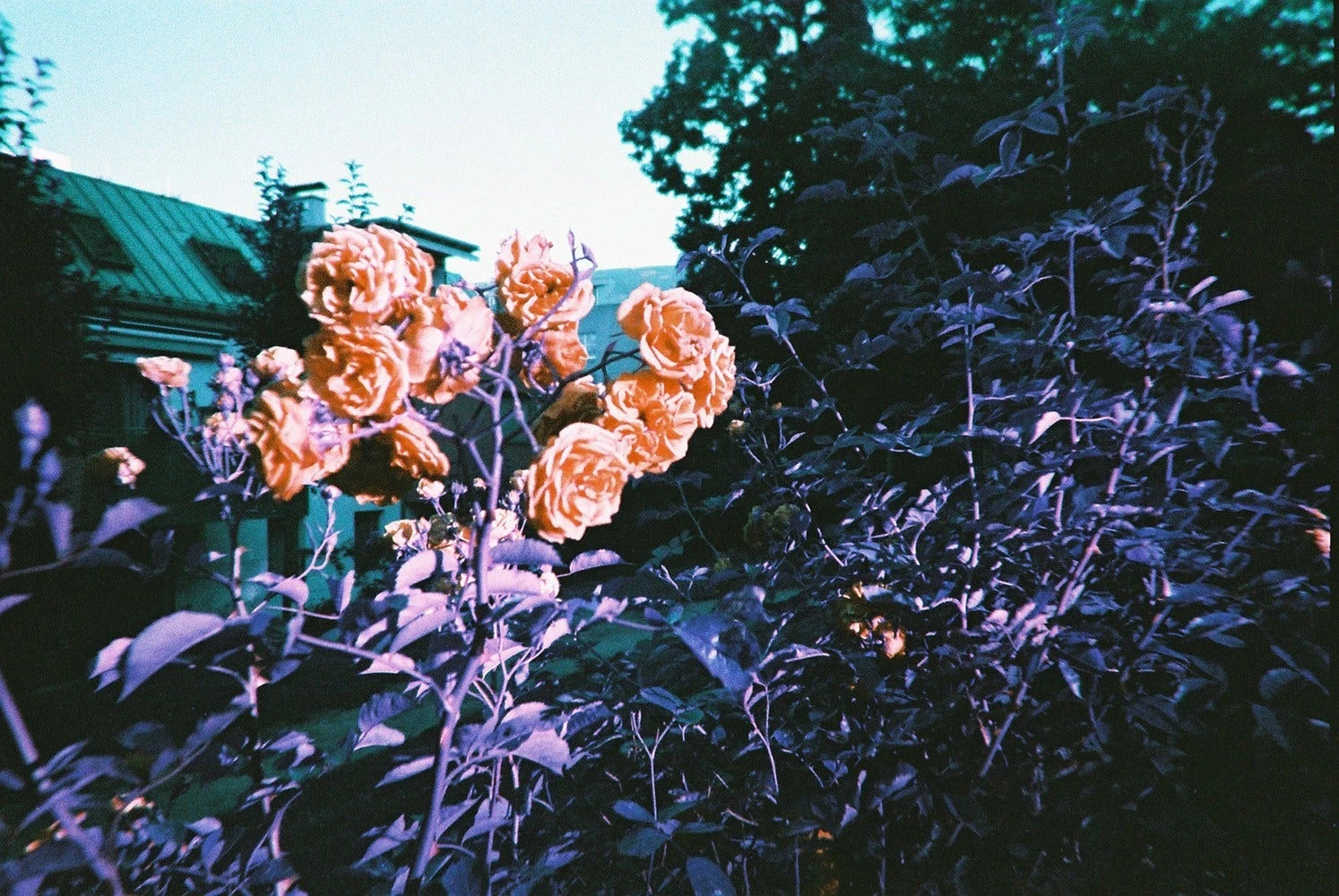 Lomography Simple Use Camera Lomochrome Purple 9 Lomography Simple Use Camera Lomochrome Purple - Image 9