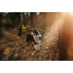 Lensbaby Twist 60 + Double Glass II Optic Swap Kit For Sony E Mount -Nikon Shop 1689810781 img 2037303