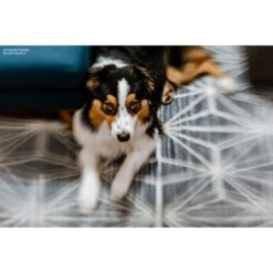 Lensbaby Twist 60 + Double Glass II Optic Swap Kit For Sony E Mount -Nikon Shop 1689810781 img 2037304