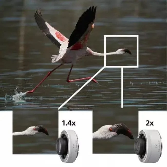 Sony FE 200-600mm F/5.6-6.3 Series OSS Mirrorless Lens 20 Sony FE 200-600mm F/5.6-6.3 Series OSS Mirrorless Lens - Image 20