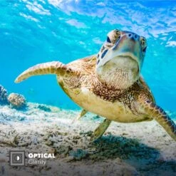 PolarPro Hero8DiveMaster Filter 3-Pack Kit 11 PolarPro Hero8DiveMaster Filter 3-Pack Kit -Nikon Shop h8 divemaster l1 1024x1024