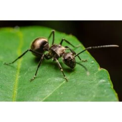 Laowa 50mm F/2.8 2:1 Ultra Macro APO - MFT 12 Laowa 50mm F/2.8 2:1 Ultra Macro APO - MFT -Nikon Shop laowa 50mm f2.8 21 ultra macro apo mft 8