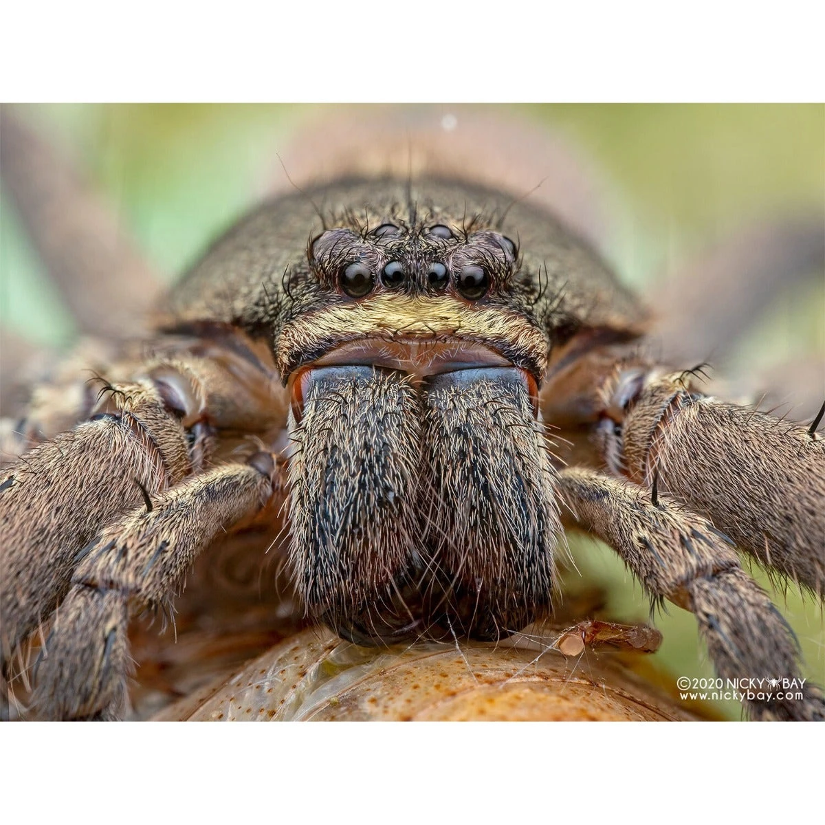 Laowa 50mm F/2.8 2:1 Ultra Macro APO - MFT 7 Laowa 50mm F/2.8 2:1 Ultra Macro APO - MFT - Image 7