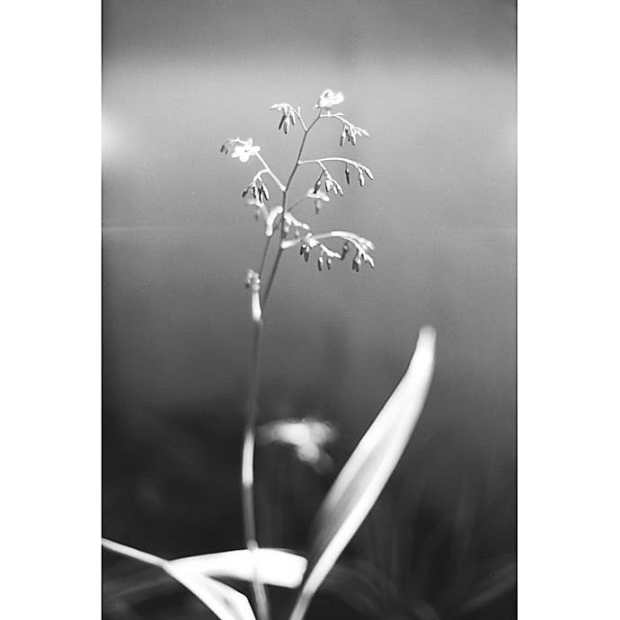 Lomography B&W Babylon Kino 13 / 35mm Film - 36 Exposures 3 Lomography B&W Babylon Kino 13 / 35mm Film - 36 Exposures - Image 3